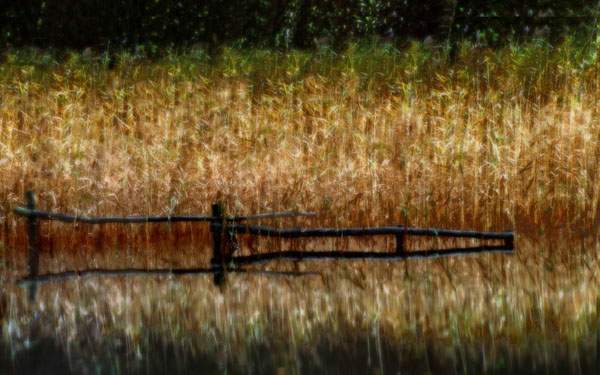 misty fence & reeds No 10.jpg